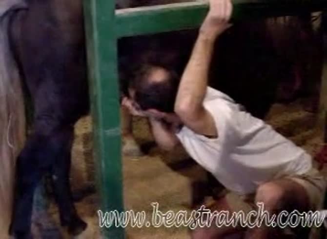 Video :Bald gay sucking a big horse dick
